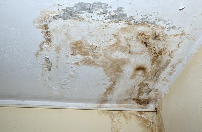 Mold on white ceiling