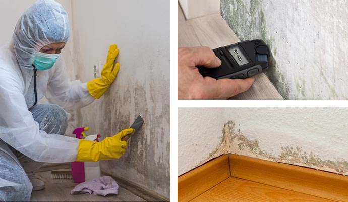 Mold remediation testing