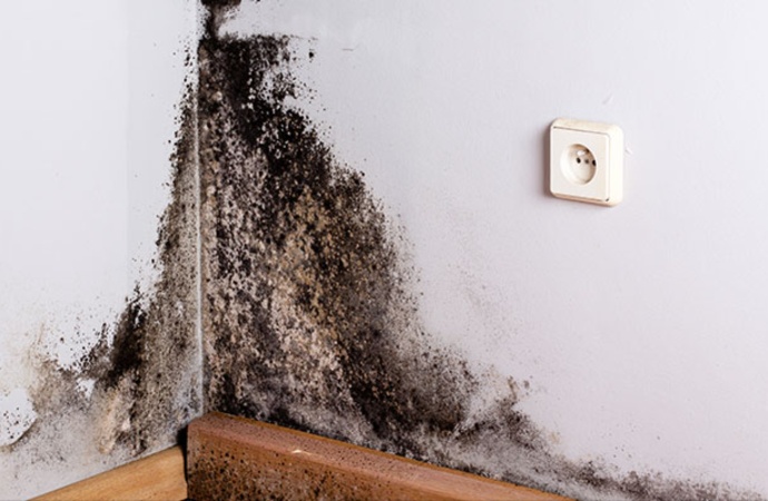 Black mold on the wall