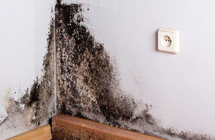 Black mold on wall corner Black mold on wall corner