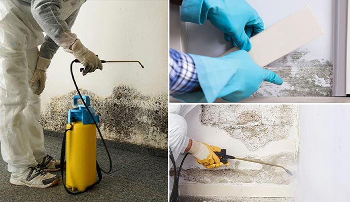 mold remediation professionally