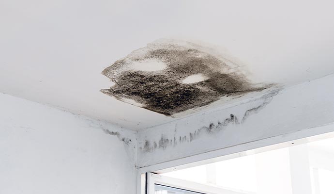 Ceiling mold growth and moisture damage spreading across corner walls