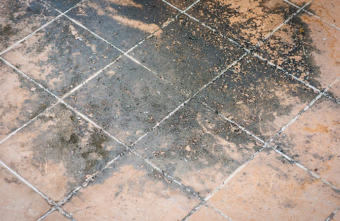 Floor Mold Remediation