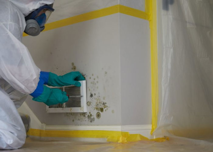 Expert Doing Mold Remediation