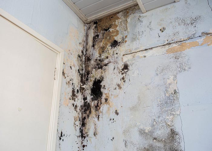 Call Mold Damage Restoration Services