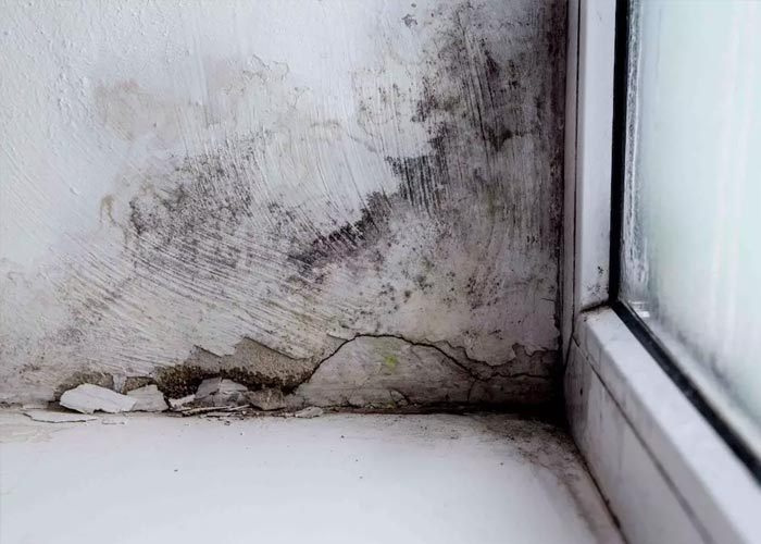 Restoration of Mold Damage from Leak in Detroit & Pontiac