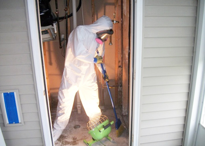Mold remediation services
