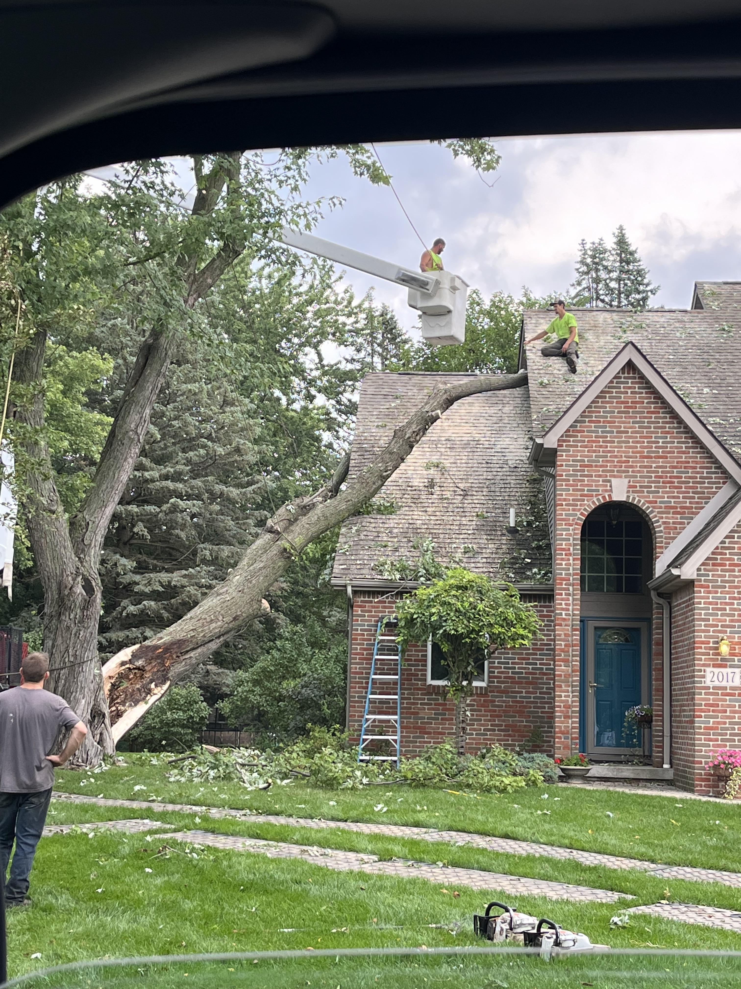 Tree fell on building from wind storm