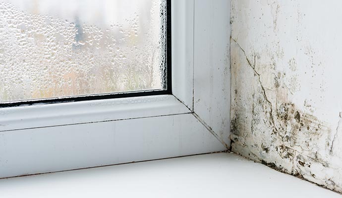 Mold damage of a wall