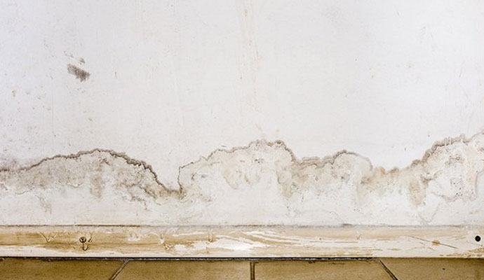 Mold damage on the wall
