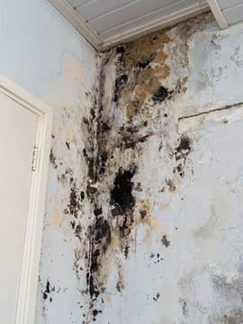 Mold Damage Restoration Mold Damage Restoration