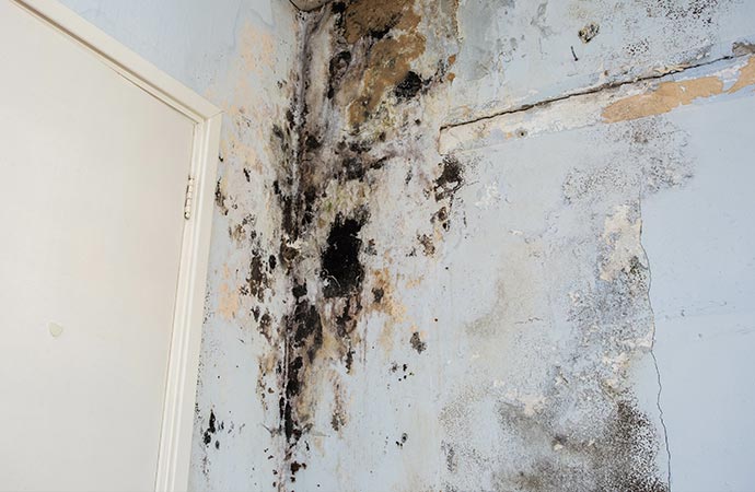 Mold on the wall