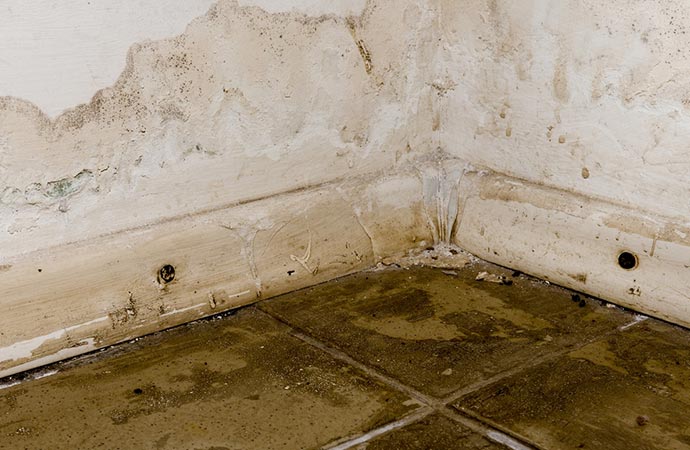 Mold in floor