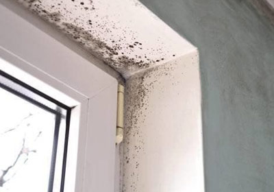 Mold Remediation