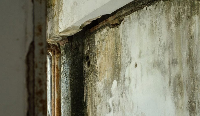 Structural Mold Damage In Auburn Hills & Troy, MI