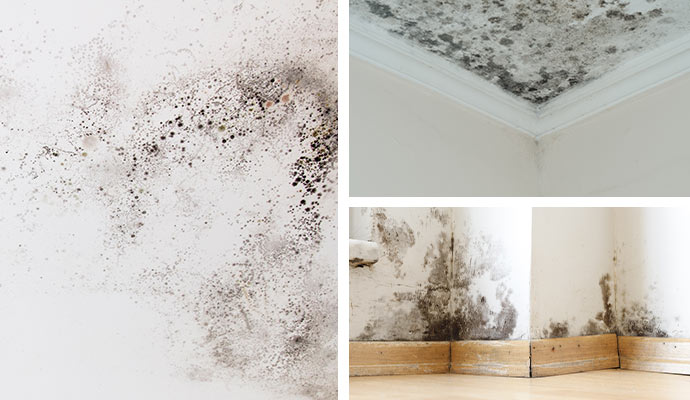 Mold on roof and wall