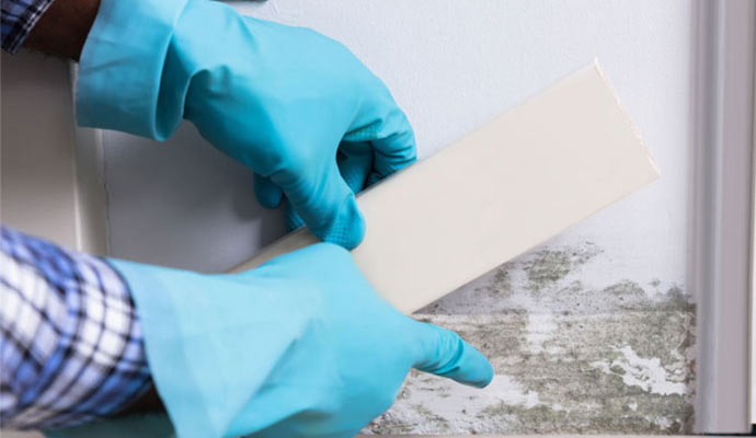 Professional mold cleaning service