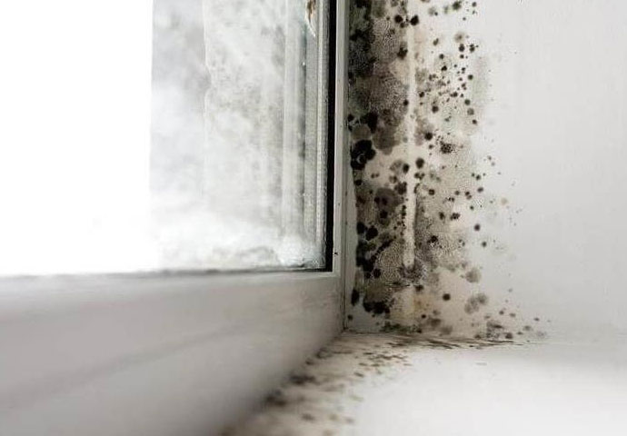 fast growth of mold