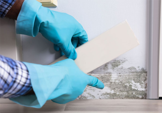 Mold Testing in Auburn Hills & Detroit, MI