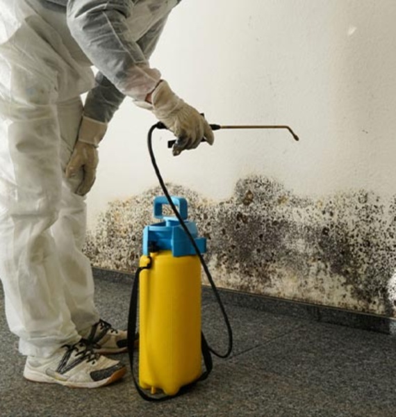 Professional mold remediation service