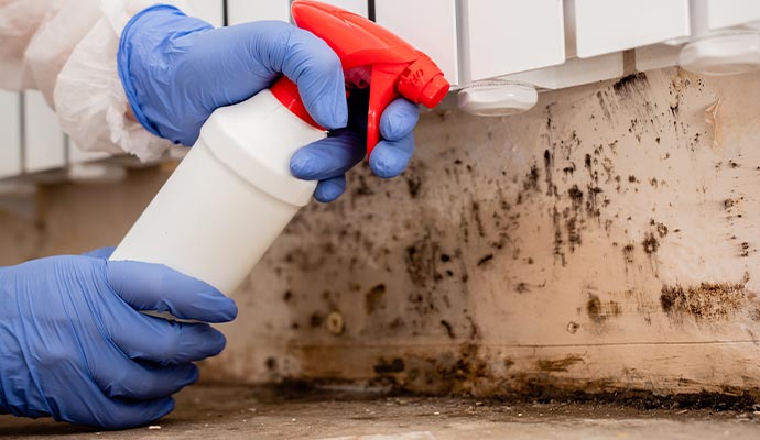 professional mold remediation service