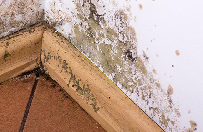 Structural mold damage