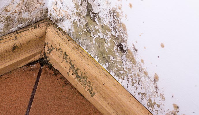 Structural mold damage