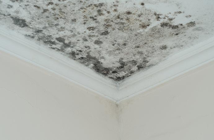 Mold removal from the ceiling