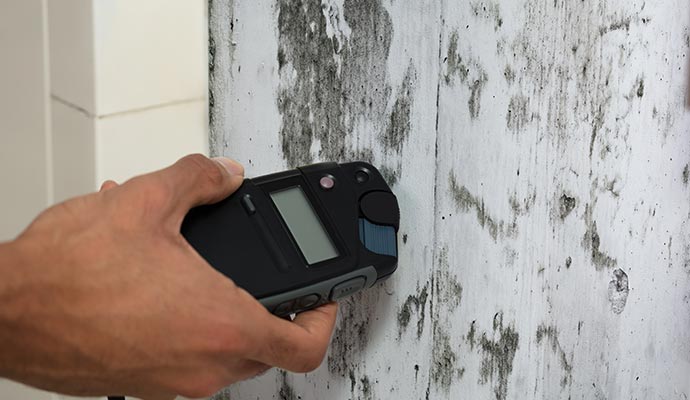Professional mold testing service