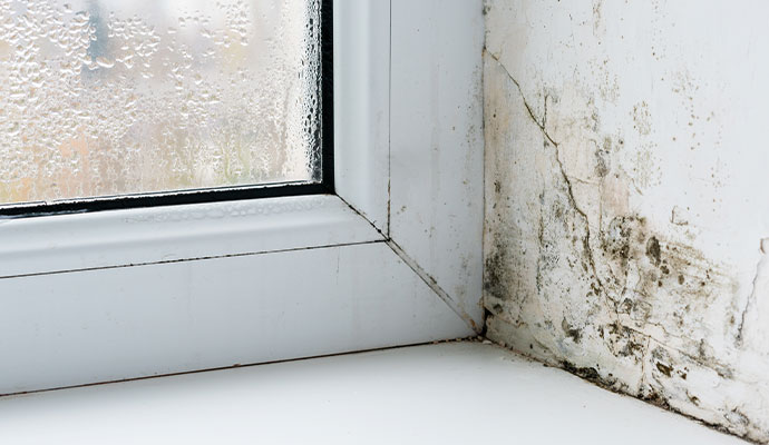 Black mold growth on wet window frame and cracked wall