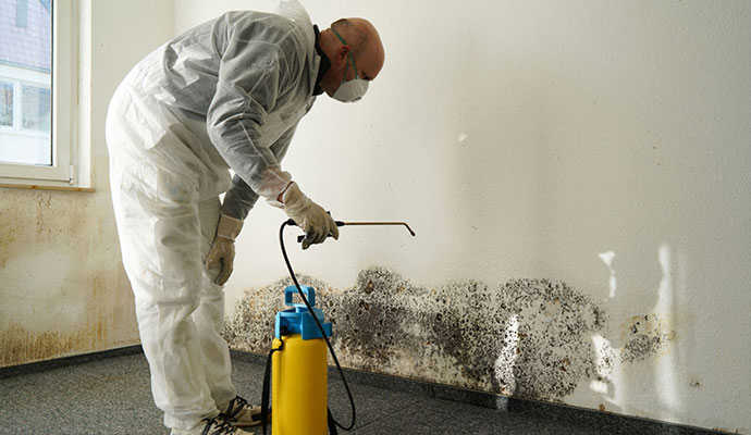 Professional mold remediation services