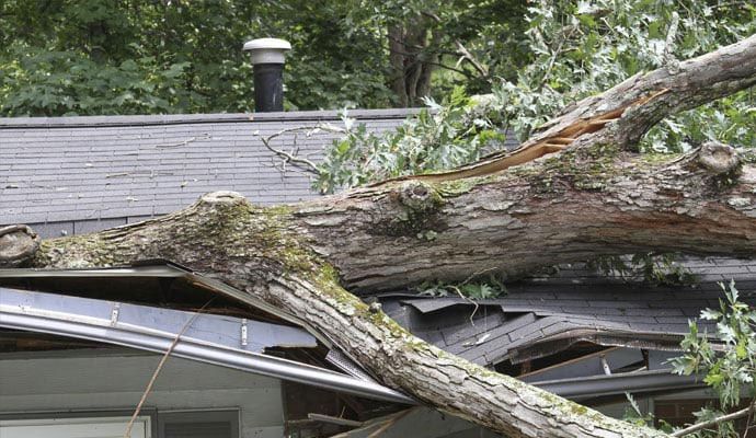 Residential home roof damaged by tree fallen during heavy windstorm