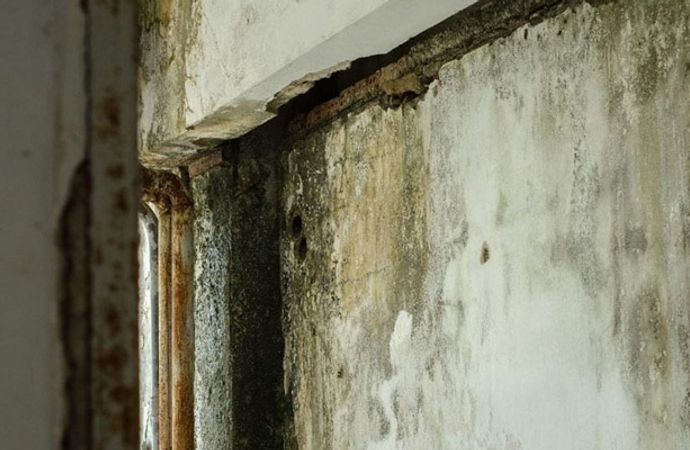 Structural mold damage