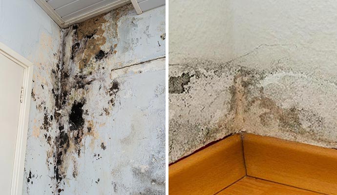 Collage of mold growth and structural damage