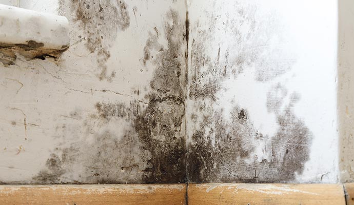 Mold & mildew damage
