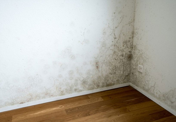 Mold Problems