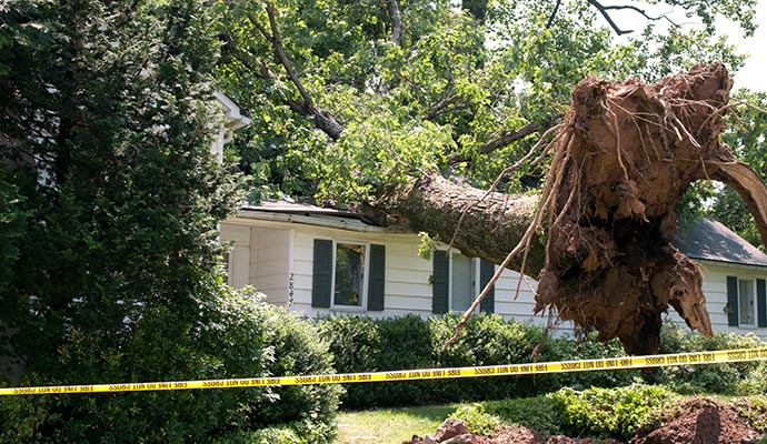 Wind damaged property